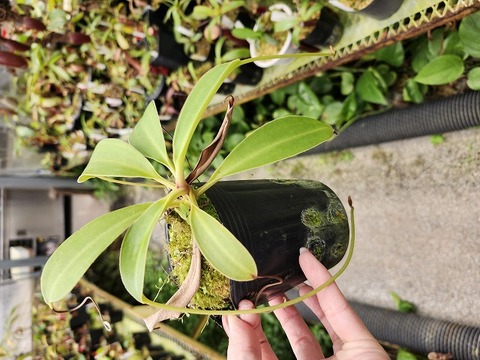 teatネペン Nepenthes（ネペンテス/ウツボカズラ）の商品一覧 | Y's Exotics