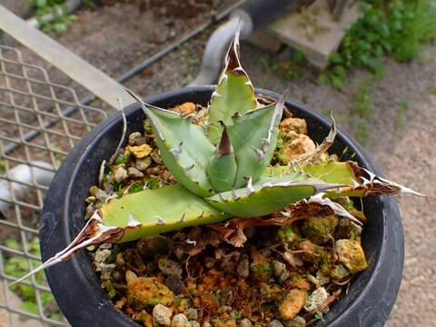 商品一覧 - Y's Exotics （山田食虫植物農園）