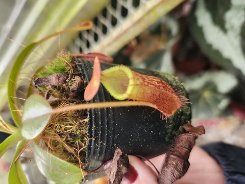 商品一覧 - Y's Exotics （山田食虫植物農園）