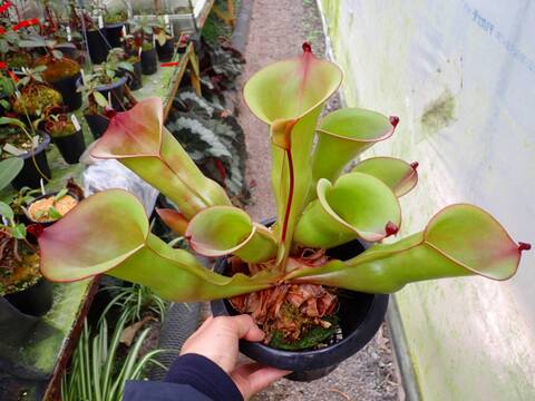 商品一覧 - Y's Exotics （山田食虫植物農園）