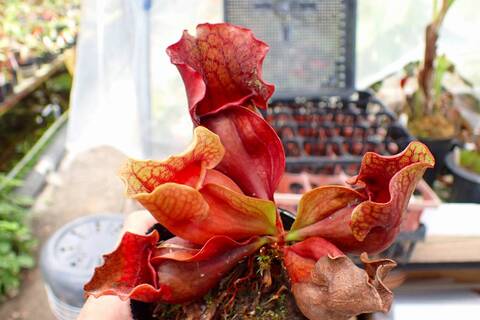 R389 1H S. purpurea ssp. venosa (伊勢花菖蒲園選別丸形株 No.16) MS