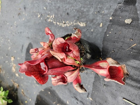 Y147 S. purpurea ssp. venosa (dark red flower) Y's 