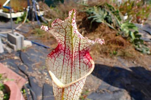商品一覧 - Y's Exotics （山田食虫植物農園）