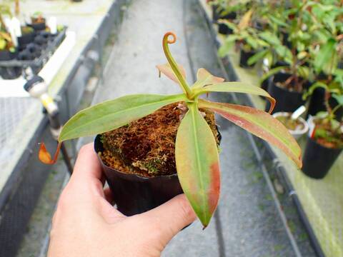 P282 5-3 #BBB N. `Noboryu' ♂ 猪熊