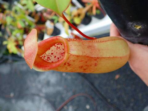 P990 5-3 N. (ventricosa x sibuyanenis) x truncata-large red EP