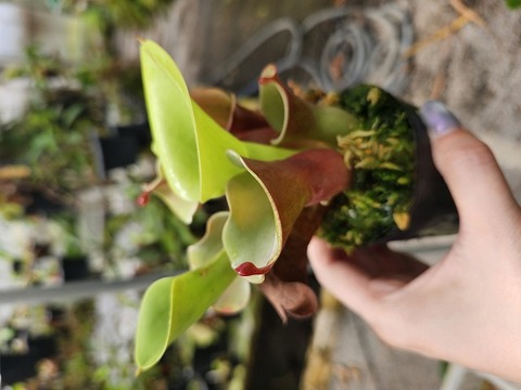 商品一覧 - Y's Exotics （山田食虫植物農園）