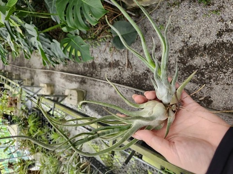 P112 3-1 T. seleriana x bulbosa TI 