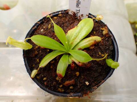 G406 5-1  [YA-8] N. pelvillei Thomas Alt Y's Lab