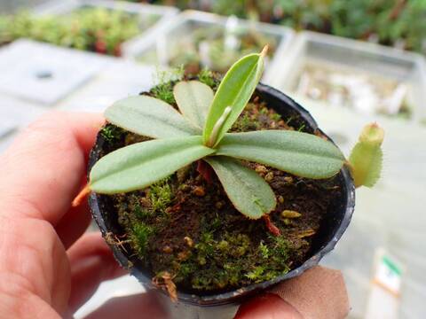 Y163 5-1 [YA-29] N. viellardii Mt. Kagnis Giant Y's Lab