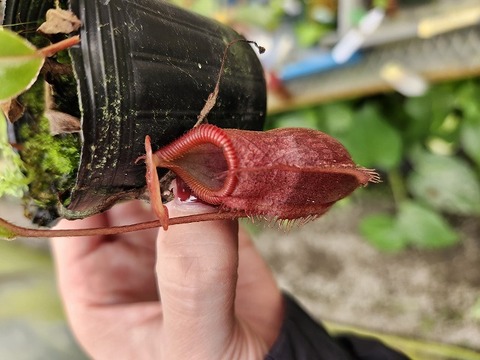 ネペンテス 新芽付き　抜き苗　食虫植物 ネペンテス 新芽付き 抜き苗 食虫植物 ネペンテス 新芽付き 抜き苗 食