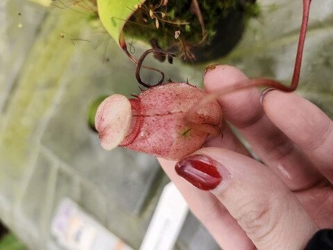 Nepenthes（ネペンテス/ウツボカズラ）の商品一覧 | Y's Exotics （山田食虫植物農園）