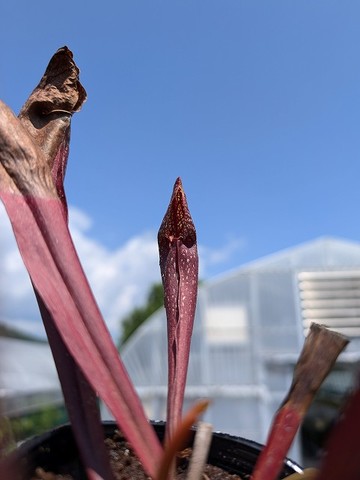 Sarracenia（サラセニア）の商品一覧 | Y's Exotics （山田食虫植物農園）