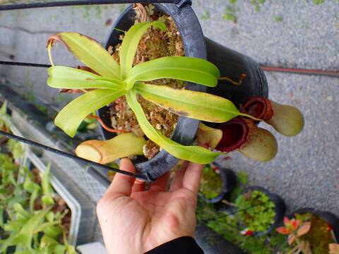 【中古】 原色食虫植物 原色食虫植物(近藤勝彦, 近藤誠宏 著) / ブックソニック / 古本、中古
