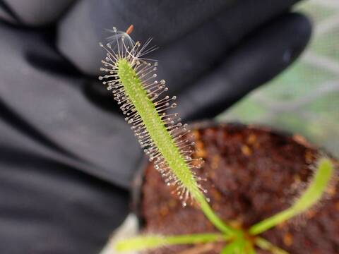 G699 4-1 D. capensis (alba)