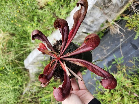 イスラヤ　イスラエンシス＋マイフェニア　抜き苗セット　速達 イスラヤ イスラエンシス＋マイフェニア 抜き苗セット 速達