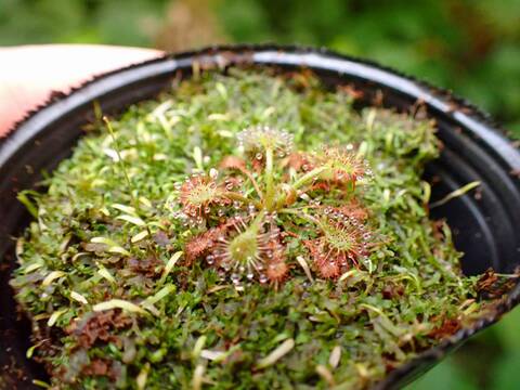 商品一覧 - Y's Exotics （山田食虫植物農園）