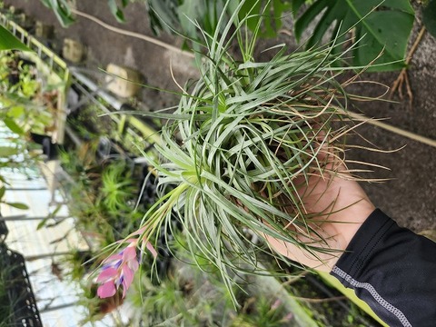 Tillandsia（エアプランツ）の商品一覧 | Y's Exotics （山田食虫植物