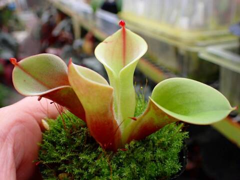 ヘリアンフォラ3点セット みょん ヘリアンフォラ3点セット みょん ヘリアンフォラ3点セット みょん様