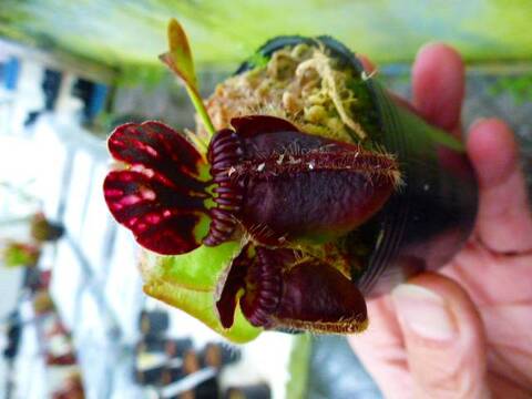 Cephalotus follicularis (セファロタス/フクロノユキノシタ Cephalotus follicularis (セファロタス/フクロノユキノシタ