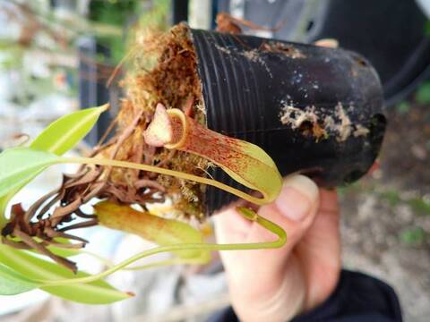 ゆうゆうネペンテス・ミランダ Amazon.co.jp: PLANCHU 食虫植物 ネペンテス ミランダ 5号吊り鉢
