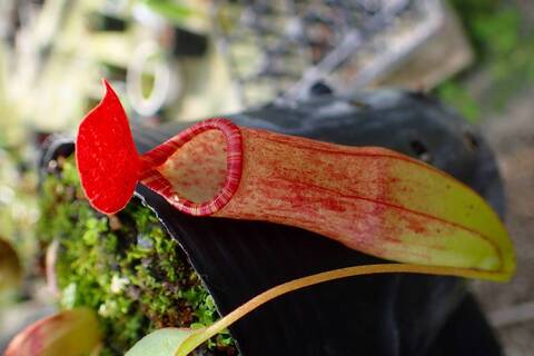 Nepenthes（ネペンテス/ウツボカズラ）の商品一覧 | Y's Exotics
