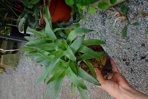 Y013 3-2 Catopsis hahnii
