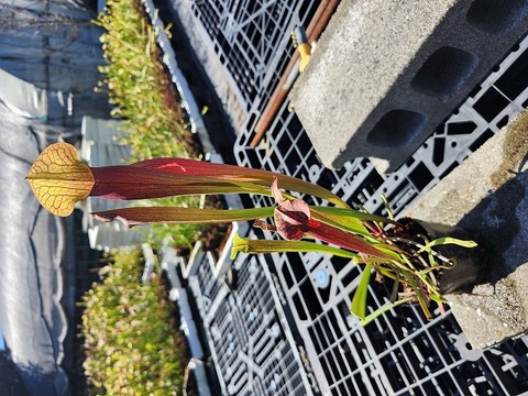 G796 2ura S. Hybrid Y's 