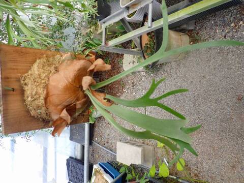 商品一覧 - Y's Exotics （山田食虫植物農園）