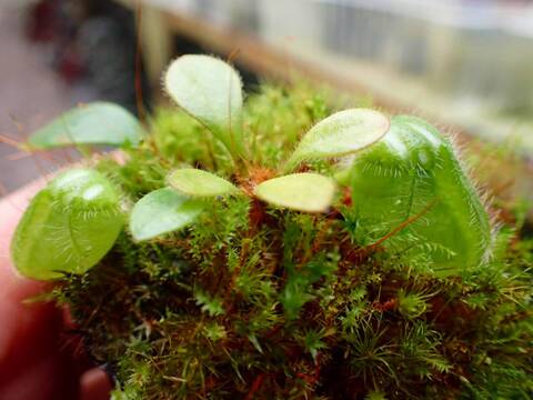 商品一覧 - Y's Exotics （山田食虫植物農園）