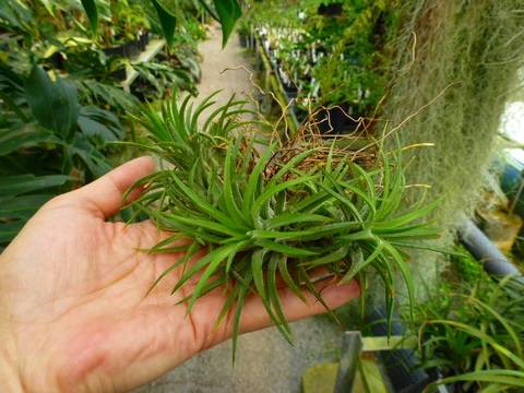 Tillandsia (ティランジア/エアープランツ)の商品一覧 | Y's Tillandsia (ティランジア/エアープランツ)の商品一覧 | Y's
