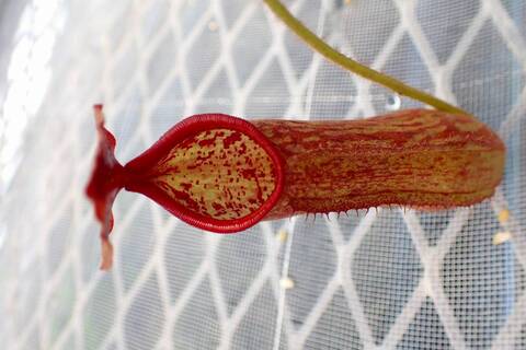 Nepenthes（ネペンテス/ウツボカズラ）の商品一覧 | Y's Exotics