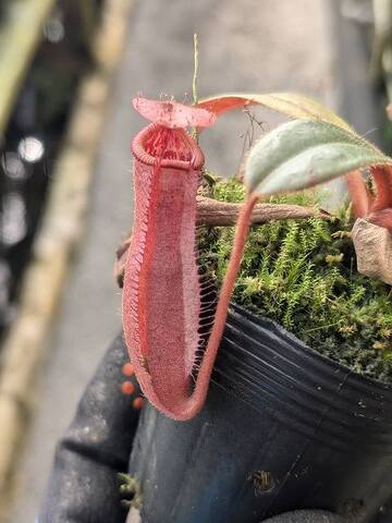 Nepenthes（ネペンテス/ウツボカズラ）の商品一覧 | Y's Exotics （山田食虫植物農園）