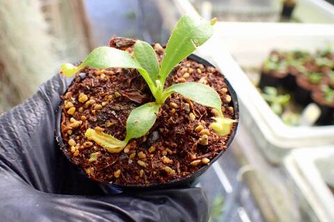 R325 5-1 [YA-62] N. veitchii `Akazukin' x veitchii (Bario stripe) Y's Lab