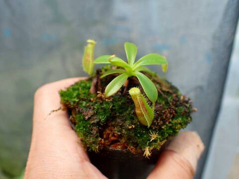 商品一覧 - Y's Exotics （山田食虫植物農園）