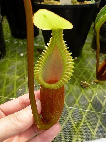 Nepenthes（ネペンテス/ウツボカズラ）の商品一覧 | Y's Exotics