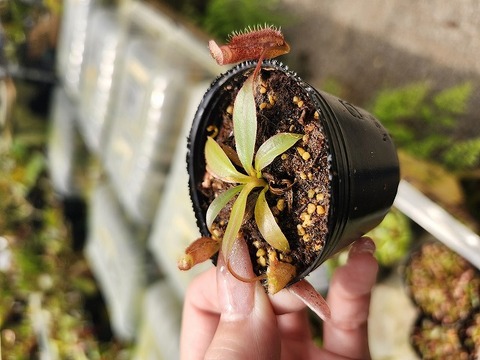 teatネペン Nepenthes（ネペンテス/ウツボカズラ）の商品一覧 | Y's Exotics