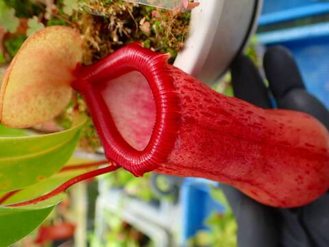 G711 5-3 #BBB N. ventricosa (seedling) 山本