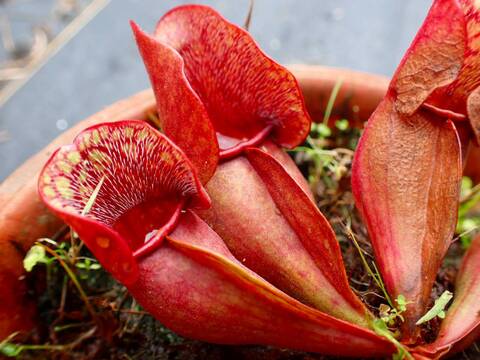 食虫植物　お知らせ用 Y's Exotics （山田食虫植物農園）