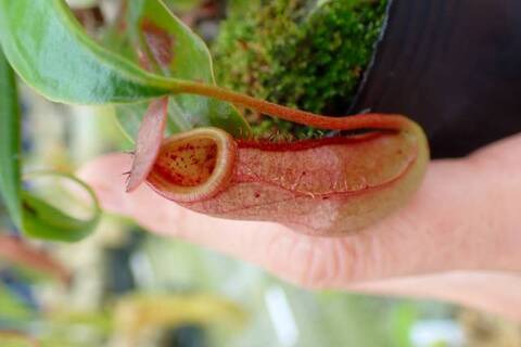 ゆうゆうネペンテス・ミランダ Nepenthes（ネペンテス/ウツボカズラ）の商品一覧 | Y's Exotics