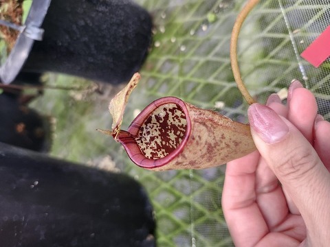 商品一覧 - Y's Exotics （山田食虫植物農園）