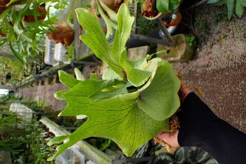 ビカクシダ YO Platycerium Bifurcatum cv.Ziesenhenne ビカクシダ ジーゼ