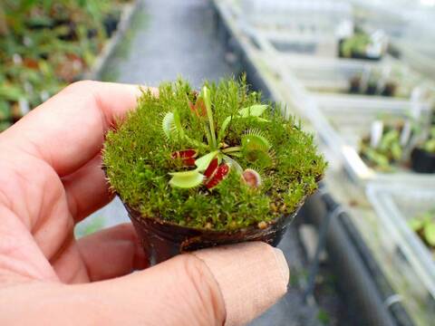 P471 5-1 Dionaea muscipula Towering Giant CK