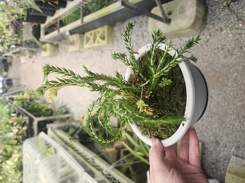 Huperzia (フペルジア)の商品一覧 | Y's Exotics （山田食虫植物農園）