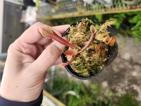 商品一覧 - Y's Exotics （山田食虫植物農園）