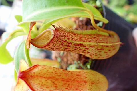 美品！ネペンテス アローモカシン アローモカシン us8 ネペンテス別注 リングモカシン