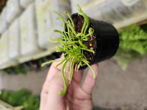 食虫植物　Darlingtonia californica ダーリングトニア 食虫植物 Darlingtonia californica ダーリングトニア - メルカリ