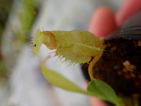 Y696 5-1 [YA-29] N. vieillardii mt. Kagnis Giant Y's Lab