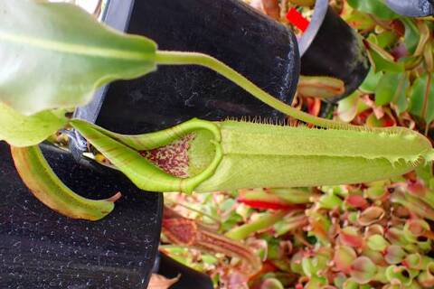 Nepenthes（ネペンテス/ウツボカズラ）の商品一覧 | Y's Exotics