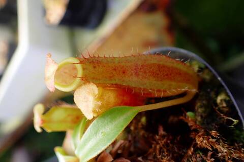 商品一覧 - Y's Exotics （山田食虫植物農園）