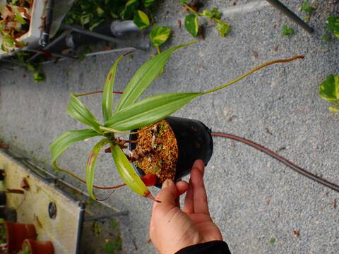 Y502 5-3 N. sp phillipinence